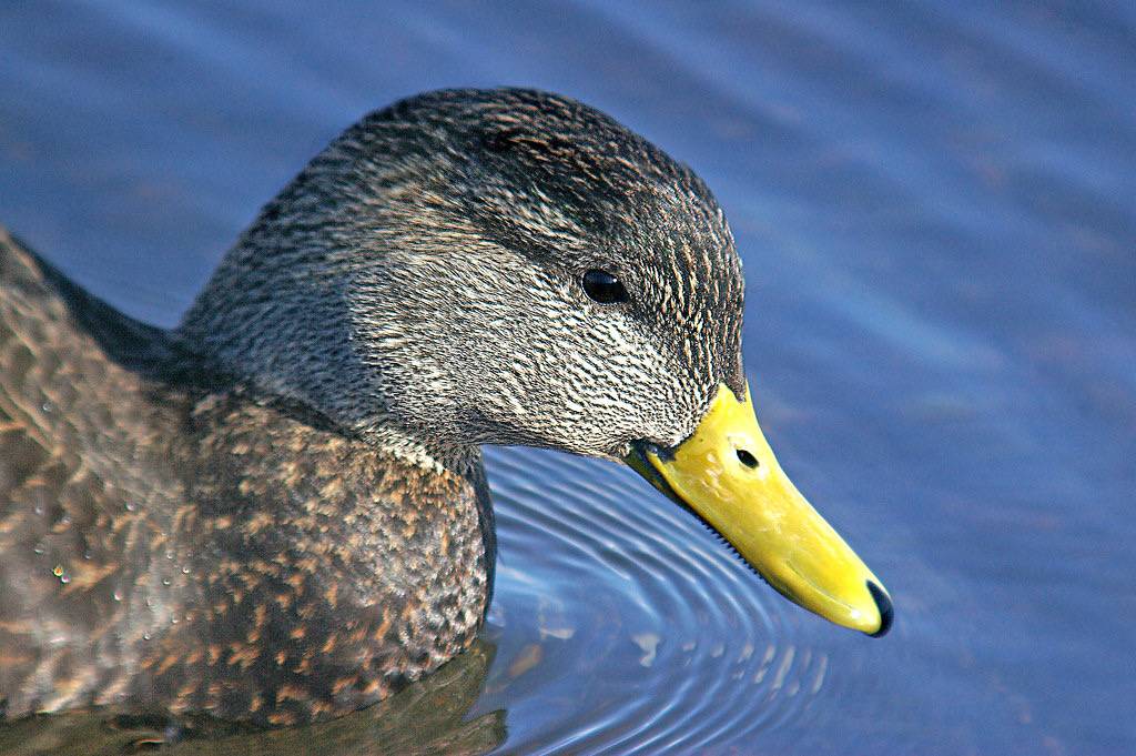 028 - AMERICAN BLACK DUCK (2-6-07) quidi vivi lake, st john's, newfoundland (2) by Sloalan is marked with CC0 1.0